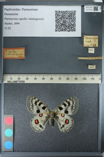 Media type: image;   Entomology 175420